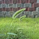 강아지풀 이미지