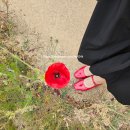 삼문풋살경기장 | [경남/밀양] 양귀비 꽃밭 숨은 명소 6월 꽃구경 추천, 밀양 둔치공원