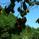 은골농원 이미지