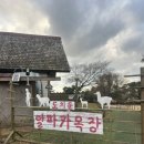 달아목장 | 제주 놀거리; 귀여운 알파카가 있는 도치돌 알파카 목장