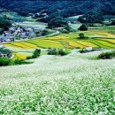 활짝핀메밀