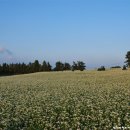 와흘메밀마을 이미지