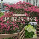 배롱나무길 | 진주 여름 꽃 여행, 목수국과 배롱나무 실시간 방문 후기