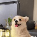 미소짓개 이미지