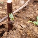 천사농장 이미지