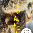 책고양이 이미지