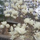 녹색농심인삼마을 이미지