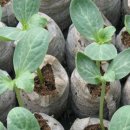 오아시스가든 이미지