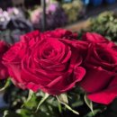 원예심리치료 전문가 교육과정 이미지