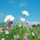 코스모스 이미지
