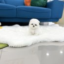 유앤미펫 강아지분양 고양이분양 일산점 이미지