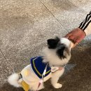 왕짱 애견스쿨 이미지