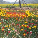 남지 유채꽃 축제 2014. 4.18~22일 남지유채단지 및 남지체육공원 일원 이미지