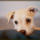 현대동물의료센터 이미지