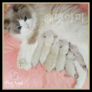 강아지와 고양이 이미지