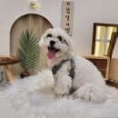 개누리목장 | 6월 2, 3주 일상