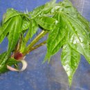 엄나무골농장 이미지