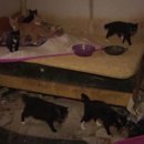 애니멀케어 이미지