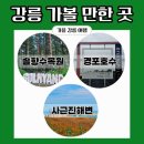 수달조형물 | 강릉 가볼 만한 곳| 가을 명소 솔향 수목원 산책, 경포호수 야생 수달 목격, 사근진 해변 노랑 코스모스
