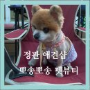 뽀송뽀송펫뷰티 | 부산정관애견샵)뽀송뽀송펫뷰티 롤리 미용후기