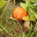 풍요농장 이미지