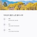 대기리마을 | 2025년 전라도 봄꽃 축제 일정 총정리