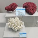 부산해양자연사박물관 이미지