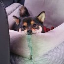 마메르시 이미지