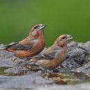 솔잣새 [red crossbill] 이미지