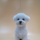 블루밍 펫 살롱 이미지