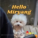 포메리카노 이미지