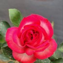 엔틱 89 장미 (Antike 89 Rose) - Climber, Floribunda - W. Kordes & Sons 이미지