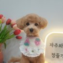 펫그리다 이미지