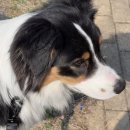 (주)아라마루 | 인천 아라뱃길 벚꽃 실시간 개화 시기 강아지 산책하기 좋은 아라폭포