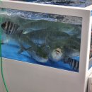 중도매인1호 이미지