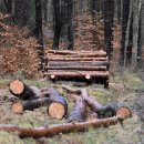 산림행정사사무소 이미지