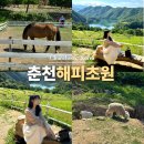 현목장 | 춘천 가볼만한곳 해피초원목장 당일치기 여행 드라이브 코스