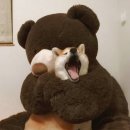 법원길 삼거리 앞 | [홍대/꽃길] 입문용 공테 근데 생각보다 힘든, 파노라마 홍대삼거리점 퍼펫플레이 후기