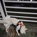 산호동346 이미지