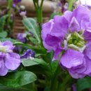 비단향꽃무 이미지