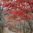 역사힐링코스 | 오대산국립공원 단풍 월정사 전나무숲길 하루 힐링 코스 후기