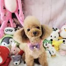 지오애견미용샵 이미지