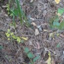 지리산야생삼 이미지