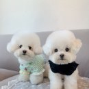 어도러블독 | 강아지옷추천 어도러블독 피나포원피스 여름에도 딱