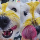 올리라피 이미지