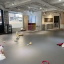 하이마이댕댕 이미지