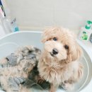멍냥멍냥 미용실 | 🐶말티푸 입질견, 첫 셀프 배냇 미용!