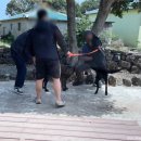 송당퐁당 이미지