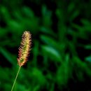 코스모스피아 이미지