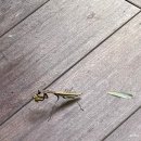 CL0915 | 가평 : 서울근교 가족여행에 최적인 풀빌라 독채펜션 CL0915